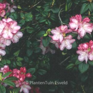 Rhododendron 'Stadt Essen'