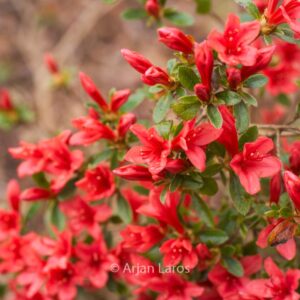 Rhododendron 'Stefan' (Azalea)