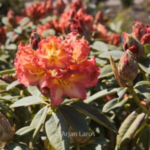 Rhododendron 'Sun Fire'