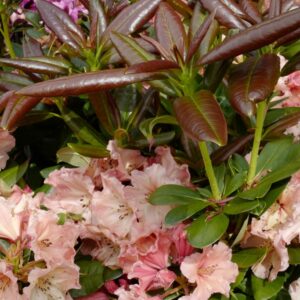 Rhododendron 'Sun Glory'