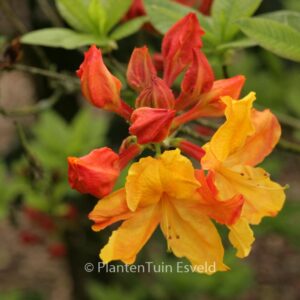 Rhododendron 'Sunte Nectarine' (Azalea)