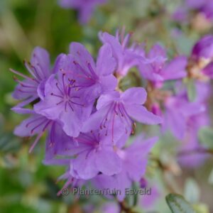 Rhododendron 'Swift'