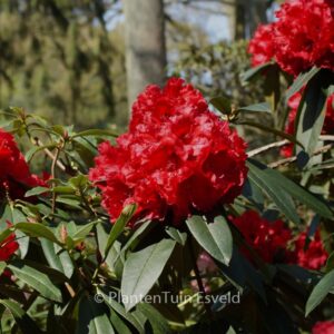 Rhododendron 'Taurus'