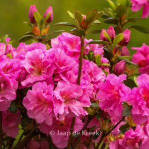 Rhododendron 'Thekla' (Azalea)