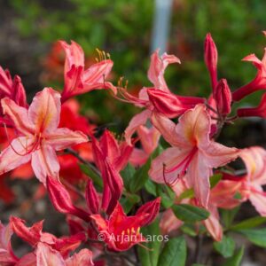 Rhododendron 'Tower Dragon' (Azalea)