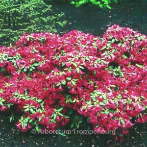 Rhododendron 'Treasure'