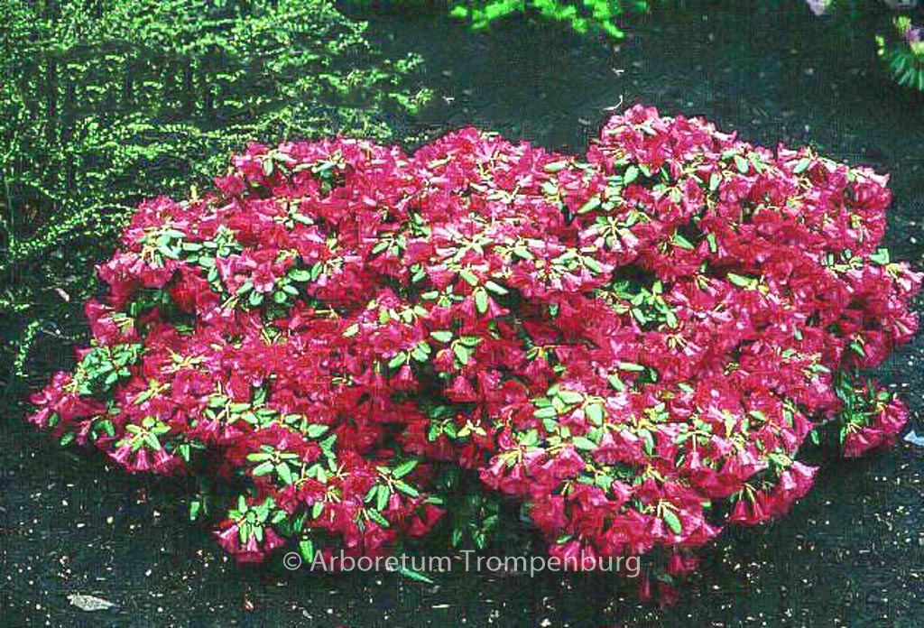 Rhododendron 'Treasure'