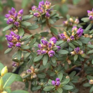 Rhododendron 'Trewithen Blue'