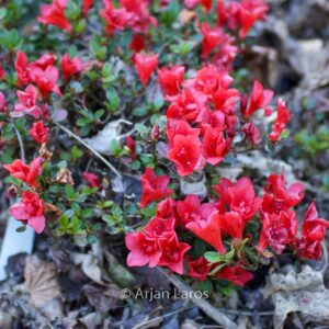 Rhododendron 'Tuffet' (Azalea)