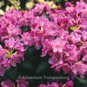 Rhododendron 'Vater Boehlje'