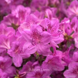 Rhododendron 'Viking' (Azalea)