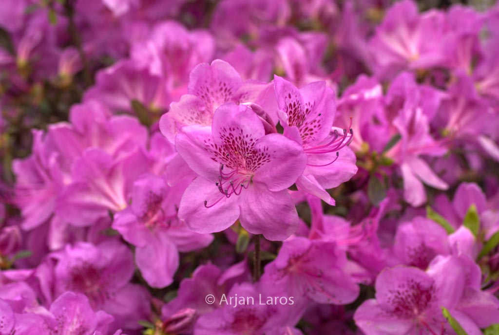 Rhododendron 'Viking' (Azalea)