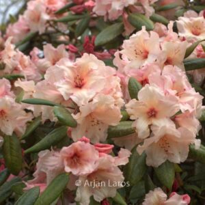 Rhododendron 'Virginia Richards'