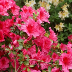 Rhododendron 'Vuyk's Rosyred' (Azalea)