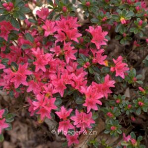 Rhododendron 'Waka kayede' (Azalea)