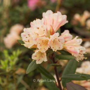 Rhododendron 'Wheatear'