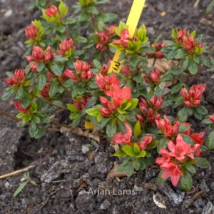Rhododendron 'Wildenstein' (Azalea)