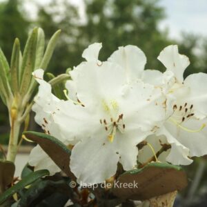 Rhododendron 'Yakusmir' (yakushimanum x smirnowii)