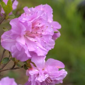 Rhododendron 'Yodogawa' (Azalea)