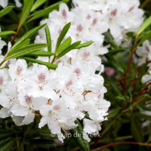 Rhododendron annae