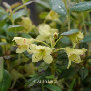 Rhododendron caesium