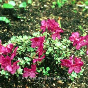 Rhododendron calostrotum