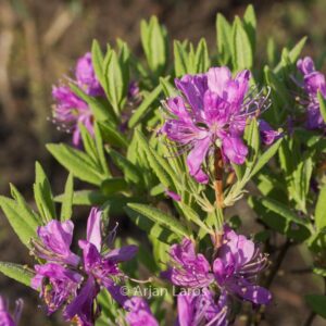 Rhododendron canadense