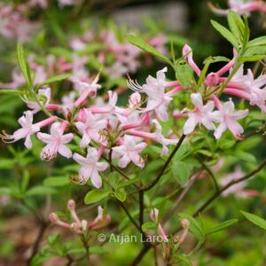 Rhododendron canescens