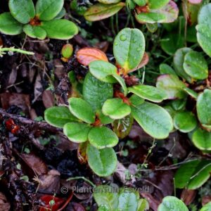 Rhododendron chamae-thomsonii