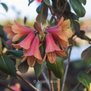 Rhododendron cinnabarinum concatenans