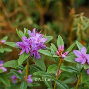 Rhododendron dasypetalum