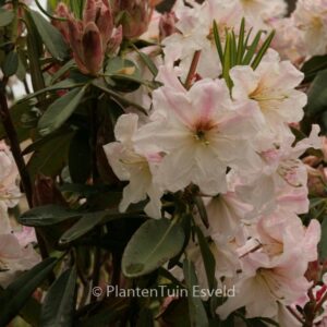Rhododendron decorum
