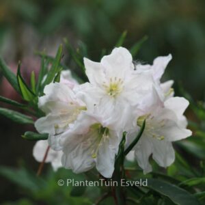 Rhododendron decorum subsp. diaprepes