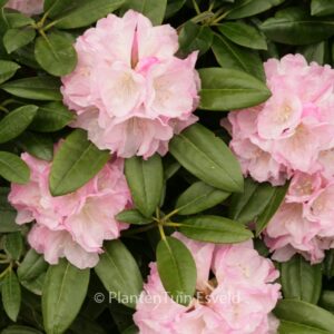 Rhododendron degronianum