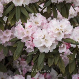 Rhododendron faberi