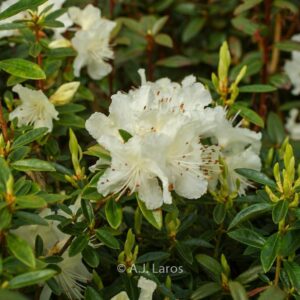 Rhododendron flavidum