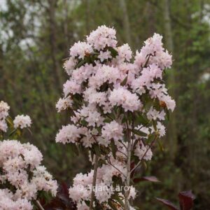 Rhododendron hemitrichotum