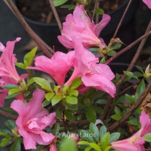 Rhododendron indicum 'Crispiliflorum'
