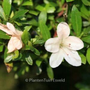 Rhododendron indicum 'Kozan'