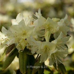 Rhododendron keiskei 'Banana Boat'