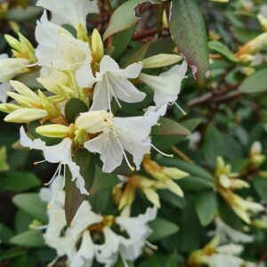 Rhododendron keiskei 'Cordifolium'