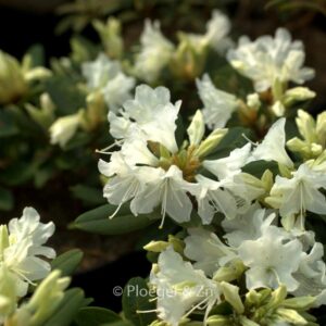 Rhododendron keiskei ozawae