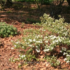 Rhododendron kiusianum 'Albiflorum'