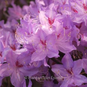 Rhododendron lochmium