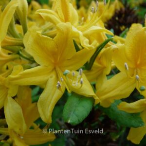 Rhododendron luteum