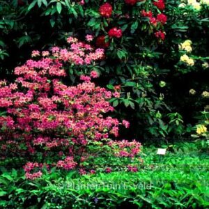 Rhododendron macrosepalum