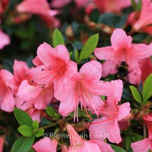 Rhododendron nakaharae 'Marilee'