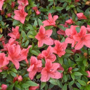 Rhododendron nakaharae 'Wintergreen'