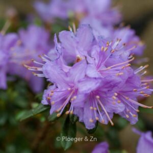 Rhododendron nivale boreale
