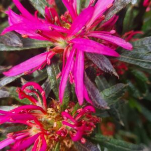 Rhododendron obtusum 'StarStyle Lila' (Azalea